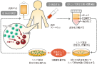 CD3-活性化自己リンパ球療法